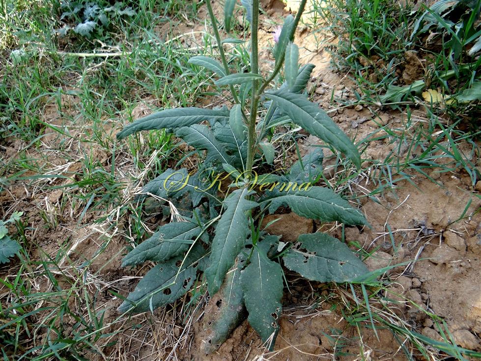  Leaves